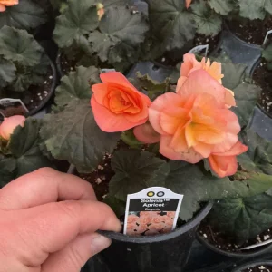 Rieger Begonia Solenia Apricot Live Plant, 4.5 inch Pot, Indoor/Outdoor - Image 7