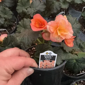 Rieger Begonia Solenia Apricot Live Plant, 4.5 inch Pot, Indoor/Outdoor - Image 8