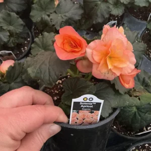 Rieger Begonia Solenia Apricot Live Plant, 4.5 inch Pot, Indoor/Outdoor - Image 9
