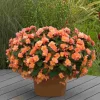 Rieger Begonia Solenia Apricot Live Plant, 4.5 inch Pot, Indoor/Outdoor - Image 1