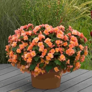 Rieger Begonia Solenia Apricot Live Plant, 4.5 inch Pot, Indoor/Outdoor - Image 1