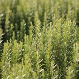 Rosemary Live Plant – Fragrant Herb in 4.5 inch Nursery Pot – Indoor/Outdoor - Image 2