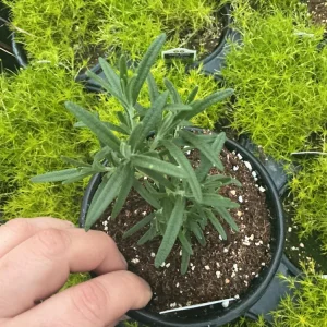 Rosemary Live Plant – Fragrant Herb in 4.5 inch Nursery Pot – Indoor/Outdoor - Image 3