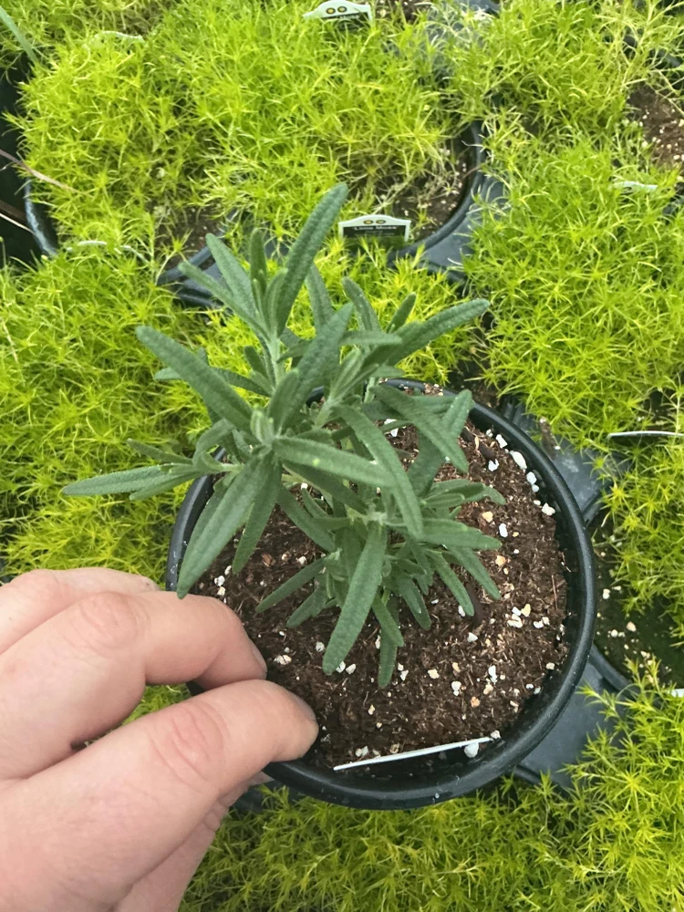 Rosemary Live Plant – Fragrant Herb in 4.5 inch Nursery Pot – Indoor/Outdoor - Image 3