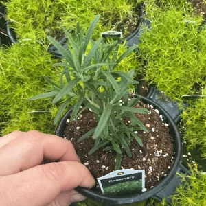 Rosemary Live Plant – Fragrant Herb in 4.5 inch Nursery Pot – Indoor/Outdoor - Image 4