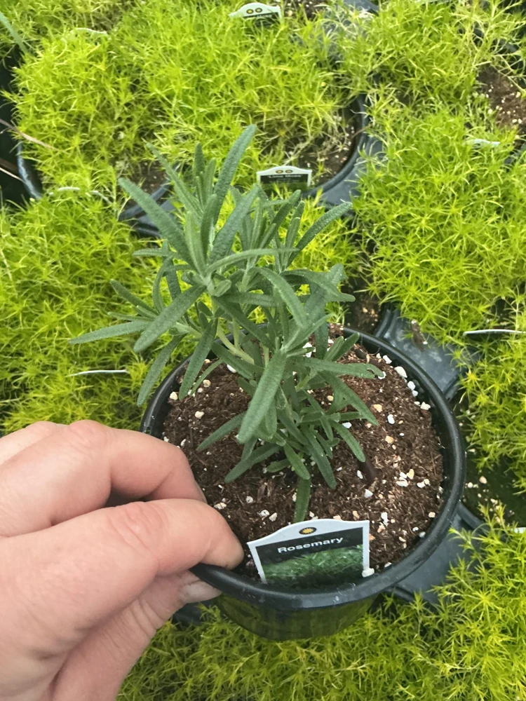 Rosemary Live Plant – Fragrant Herb in 4.5 inch Nursery Pot – Indoor/Outdoor - Image 4