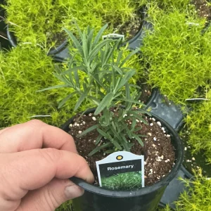 Rosemary Live Plant – Fragrant Herb in 4.5 inch Nursery Pot – Indoor/Outdoor - Image 5