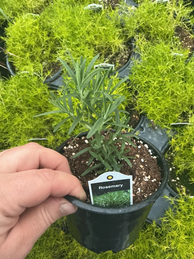 Rosemary Live Plant – Fragrant Herb in 4.5 inch Nursery Pot – Indoor/Outdoor - Image 5