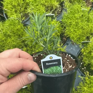 Rosemary Live Plant – Fragrant Herb in 4.5 inch Nursery Pot – Indoor/Outdoor - Image 6