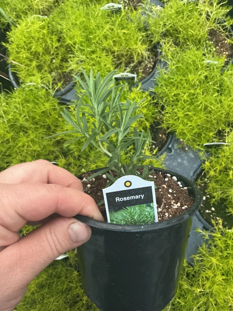 Rosemary Live Plant – Fragrant Herb in 4.5 inch Nursery Pot – Indoor/Outdoor - Image 6