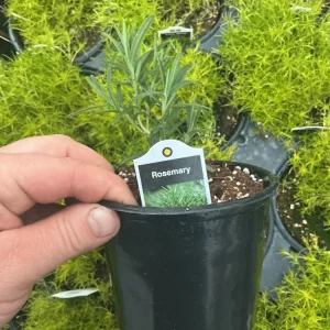 Rosemary Live Plant – Fragrant Herb in 4.5 inch Nursery Pot – Indoor/Outdoor - Image 7