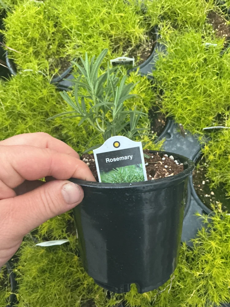 Rosemary Live Plant – Fragrant Herb in 4.5 inch Nursery Pot – Indoor/Outdoor - Image 7