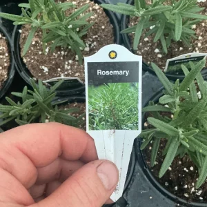 Rosemary Live Plant – Fragrant Herb in 4.5 inch Nursery Pot – Indoor/Outdoor - Image 8