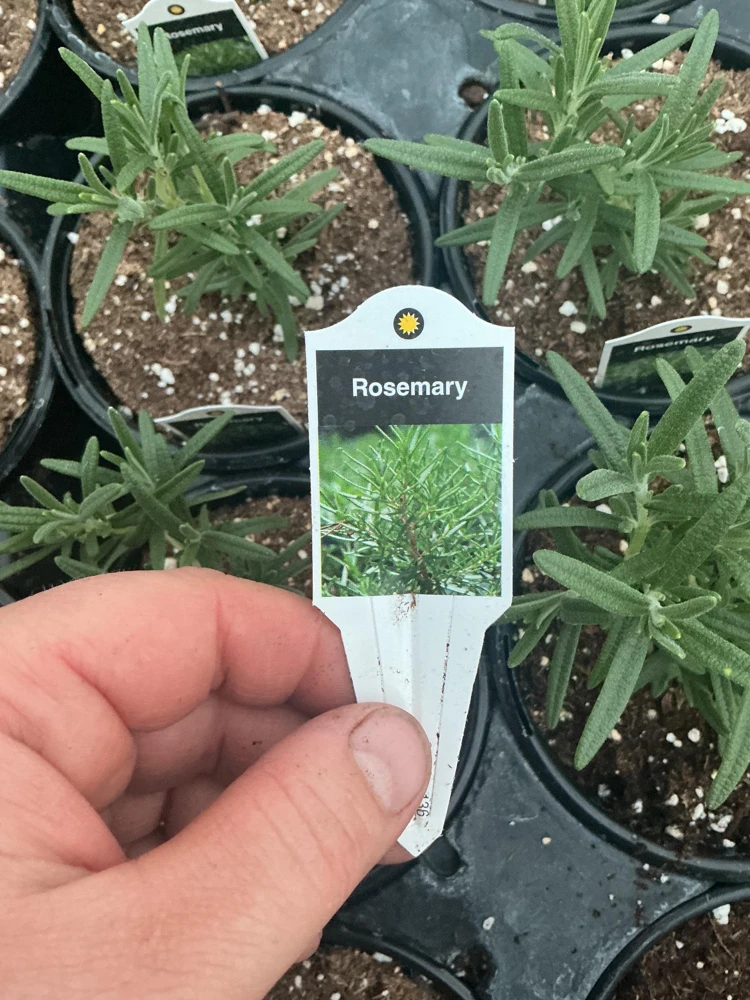 Rosemary Live Plant – Fragrant Herb in 4.5 inch Nursery Pot – Indoor/Outdoor - Image 8