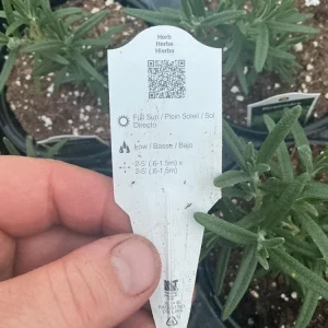 Rosemary Live Plant – Fragrant Herb in 4.5 inch Nursery Pot – Indoor/Outdoor - Image 9