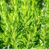 Rosemary Live Plant – Fragrant Herb in 4.5 inch Nursery Pot – Indoor/Outdoor - Image 1