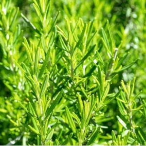 Rosemary Live Plant – Fragrant Herb in 4.5 inch Nursery Pot – Indoor/Outdoor - Image 1