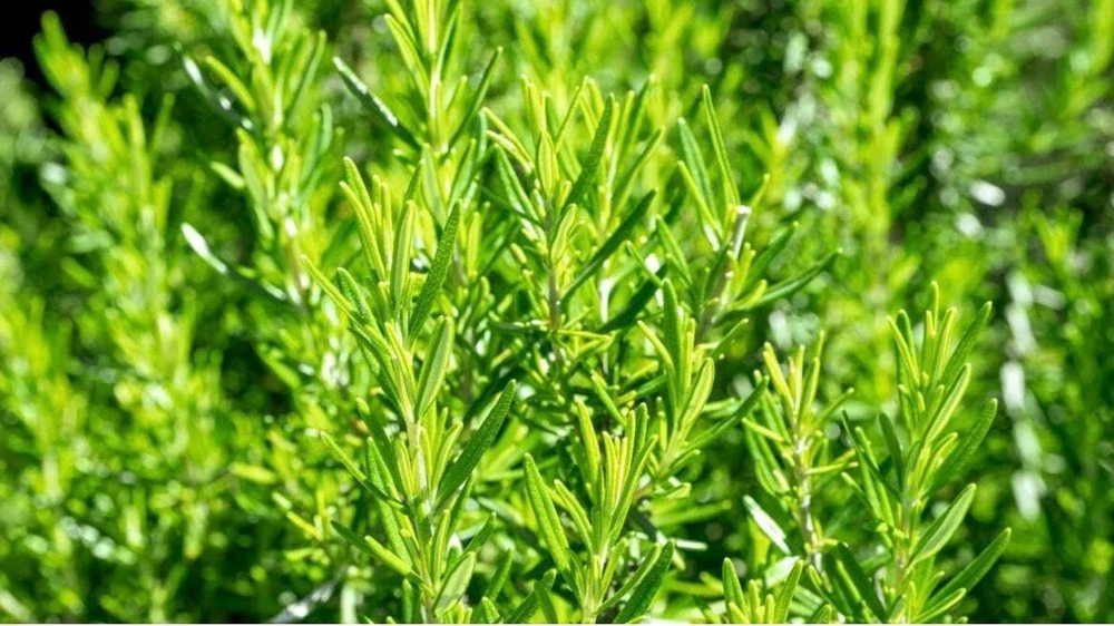 Rosemary Live Plant – Fragrant Herb in 4.5 inch Nursery Pot – Indoor/Outdoor - Image 1