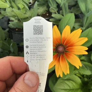 Rudbeckia Minibeckia Flame Live Plant – 4.5