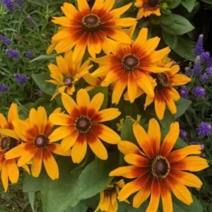 Rudbeckia Minibeckia Flame Live Plant – 4.5