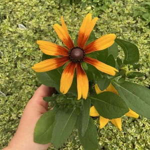 Rudbeckia Minibeckia Flame Live Plant – 4.5