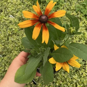 Rudbeckia Minibeckia Flame Live Plant – 4.5