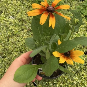 Rudbeckia Minibeckia Flame Live Plant – 4.5