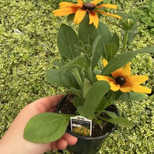 Rudbeckia Minibeckia Flame Live Plant – 4.5
