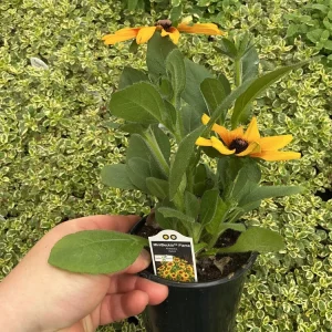 Rudbeckia Minibeckia Flame Live Plant – 4.5