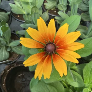 Rudbeckia Minibeckia Flame Live Plant – 4.5