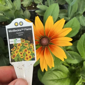 Rudbeckia Minibeckia Flame Live Plant – 4.5