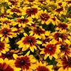 Rudbeckia Minibeckia Flame Live Plant – 4.5" Pot – Outdoor Perennial Flower - Image 1