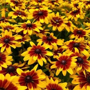 Rudbeckia Minibeckia Flame Live Plant – 4.5
