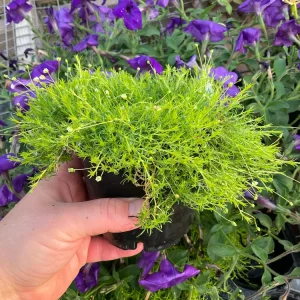 Sagina subulata Moss Aurea Live Plant - Irish Moss 4.5