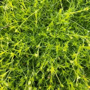 Sagina subulata Moss Aurea Live Plant - Irish Moss 4.5