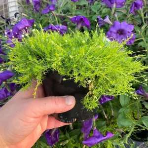 Sagina subulata Moss Aurea Live Plant - Irish Moss 4.5