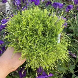 Sagina subulata Moss Aurea Live Plant - Irish Moss 4.5" Pot - Image 1