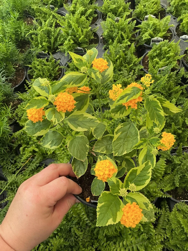 Samantha Lantana Live Plant 4.5 inch Pot - Outdoor Flowering Shrub - Image 2