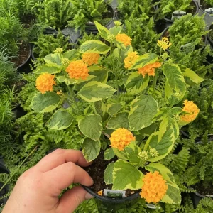 Samantha Lantana Live Plant 4.5 inch Pot - Outdoor Flowering Shrub - Image 3
