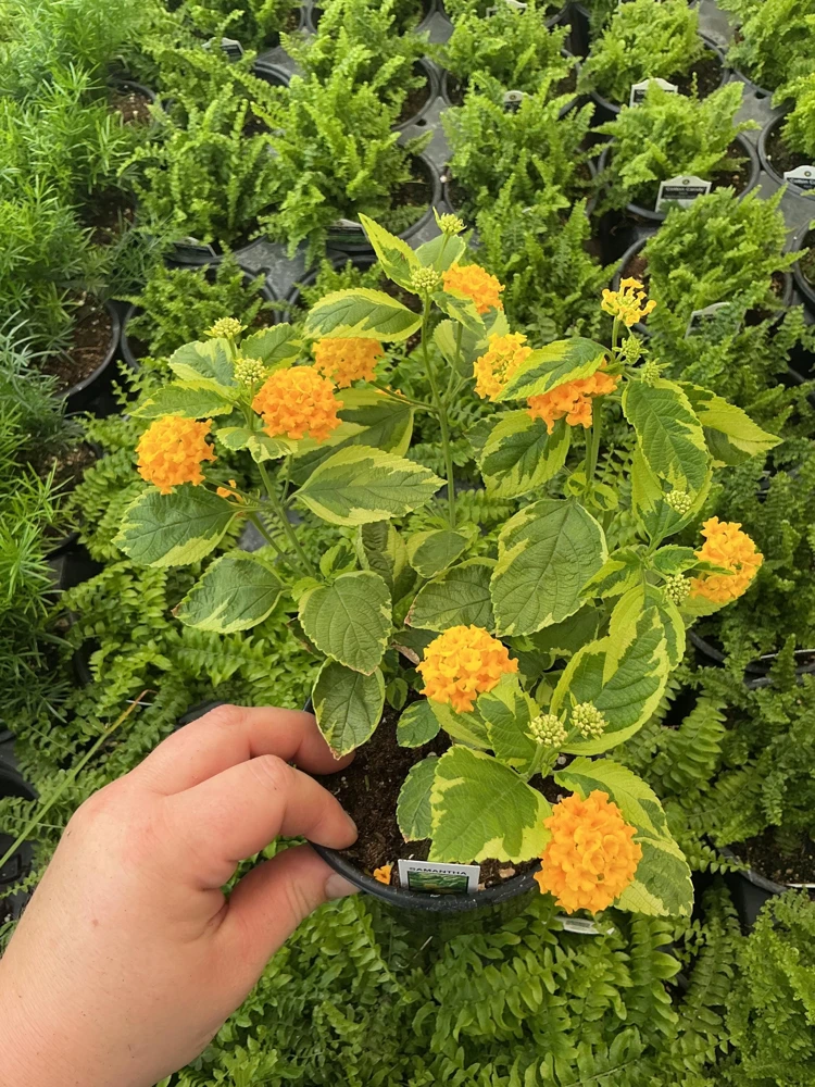 Samantha Lantana Live Plant 4.5 inch Pot - Outdoor Flowering Shrub - Image 3