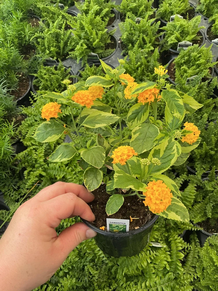 Samantha Lantana Live Plant 4.5 inch Pot - Outdoor Flowering Shrub - Image 4