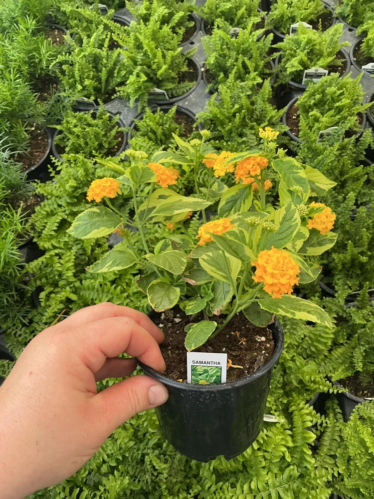 Samantha Lantana Live Plant 4.5 inch Pot - Outdoor Flowering Shrub - Image 5