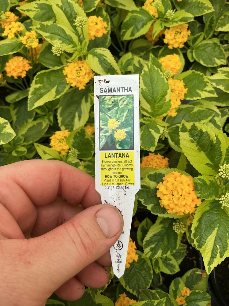 Samantha Lantana Live Plant 4.5 inch Pot - Outdoor Flowering Shrub - Image 6