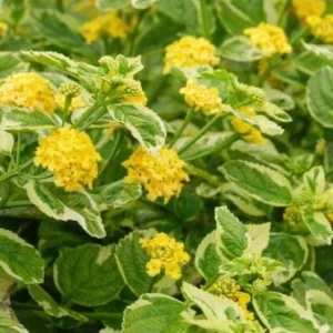 Samantha Lantana Live Plant 4.5 inch Pot - Outdoor Flowering Shrub - Image 7