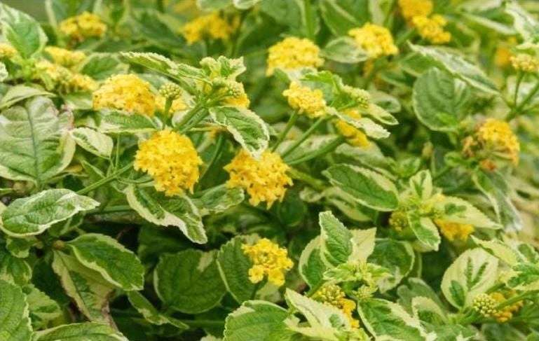Samantha Lantana Live Plant 4.5 inch Pot - Outdoor Flowering Shrub - Image 7