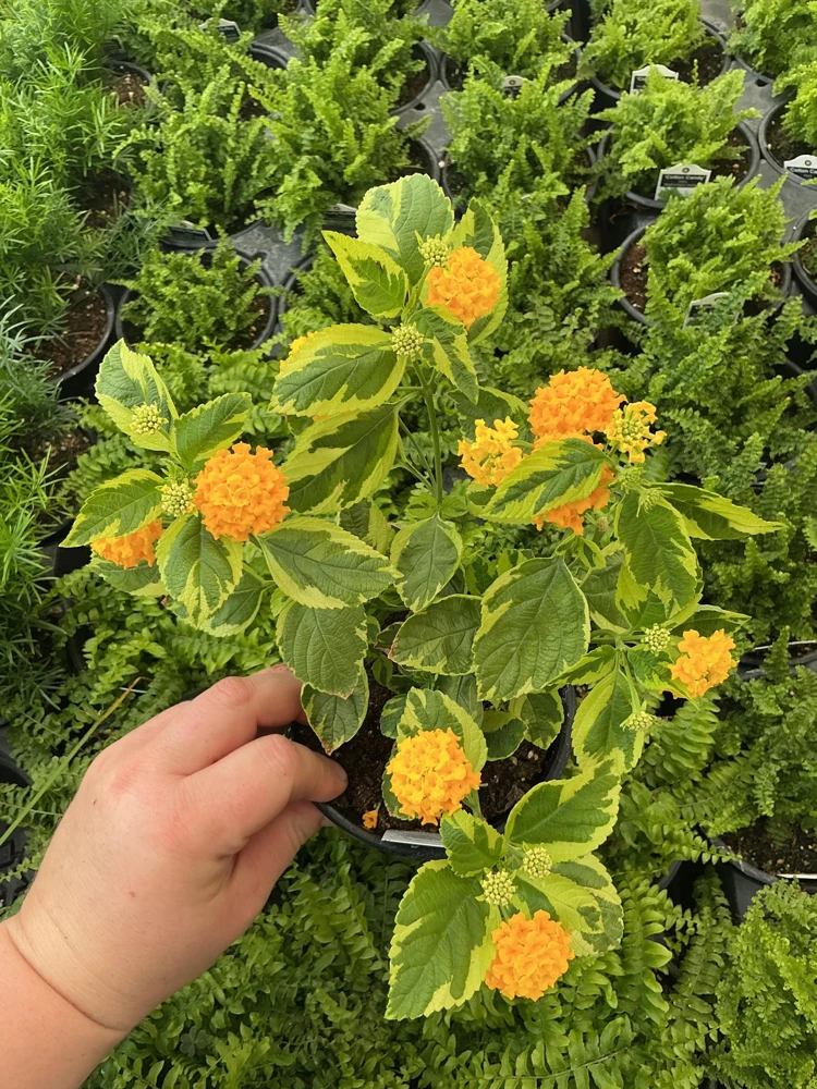 Samantha Lantana Live Plant 4.5 inch Pot - Outdoor Flowering Shrub - Image 1