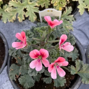 Scented Geranium 'Aroma Bunny Brunch' Live Plant – 4.5 inch Pot – Fragrant Foliage - Image 2