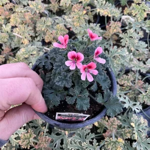 Scented Geranium 'Aroma Bunny Brunch' Live Plant – 4.5 inch Pot – Fragrant Foliage - Image 3