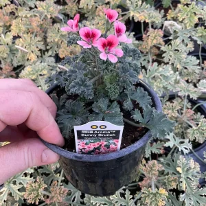 Scented Geranium 'Aroma Bunny Brunch' Live Plant – 4.5 inch Pot – Fragrant Foliage - Image 4