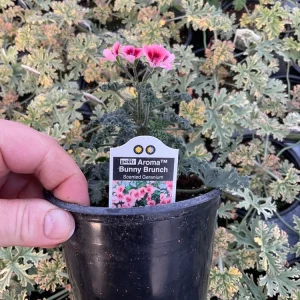 Scented Geranium 'Aroma Bunny Brunch' Live Plant – 4.5 inch Pot – Fragrant Foliage - Image 5